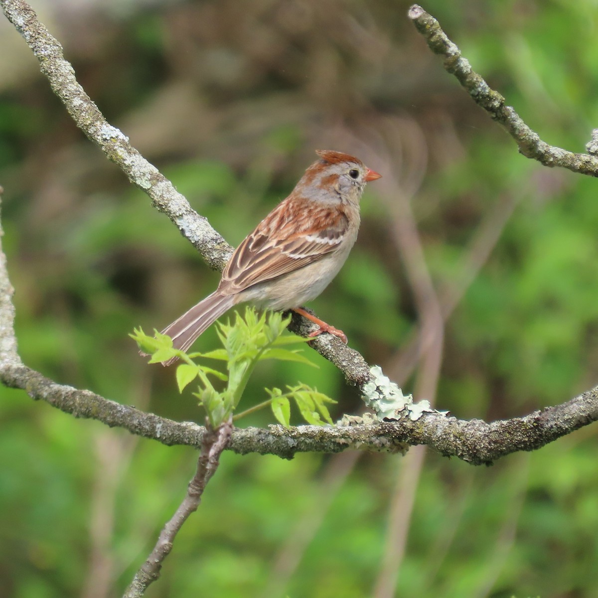 Field Sparrow - ML619143300