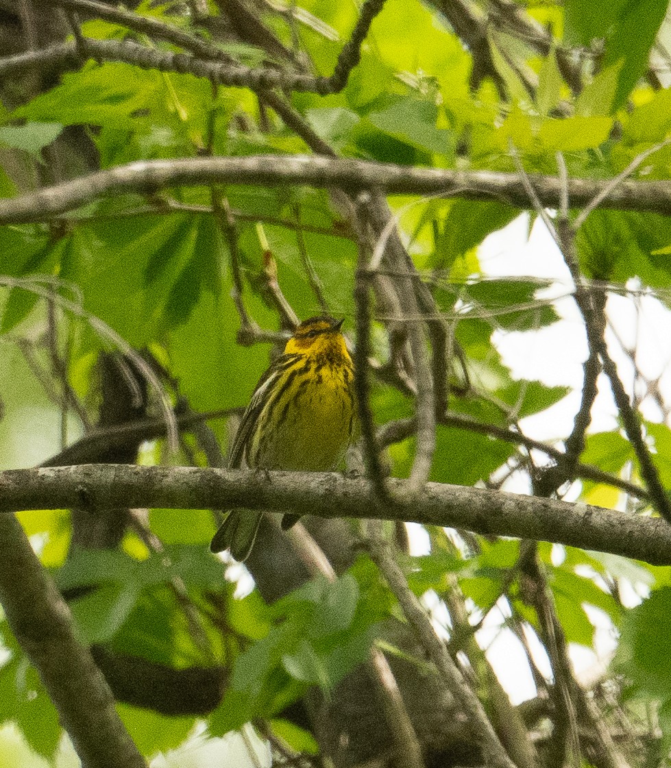Cape May Warbler - ML619143391