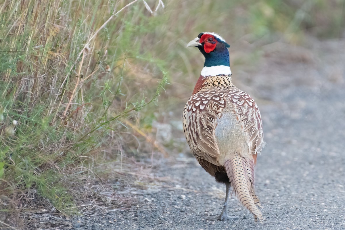 Ring-necked Pheasant - ML619143397