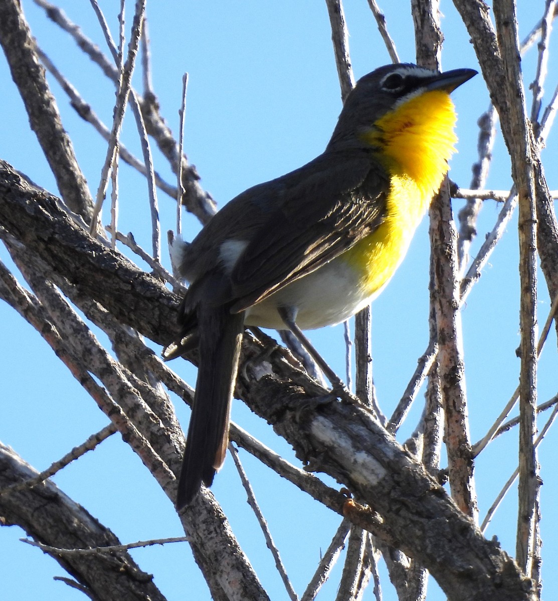 Yellow-breasted Chat - ML619143418