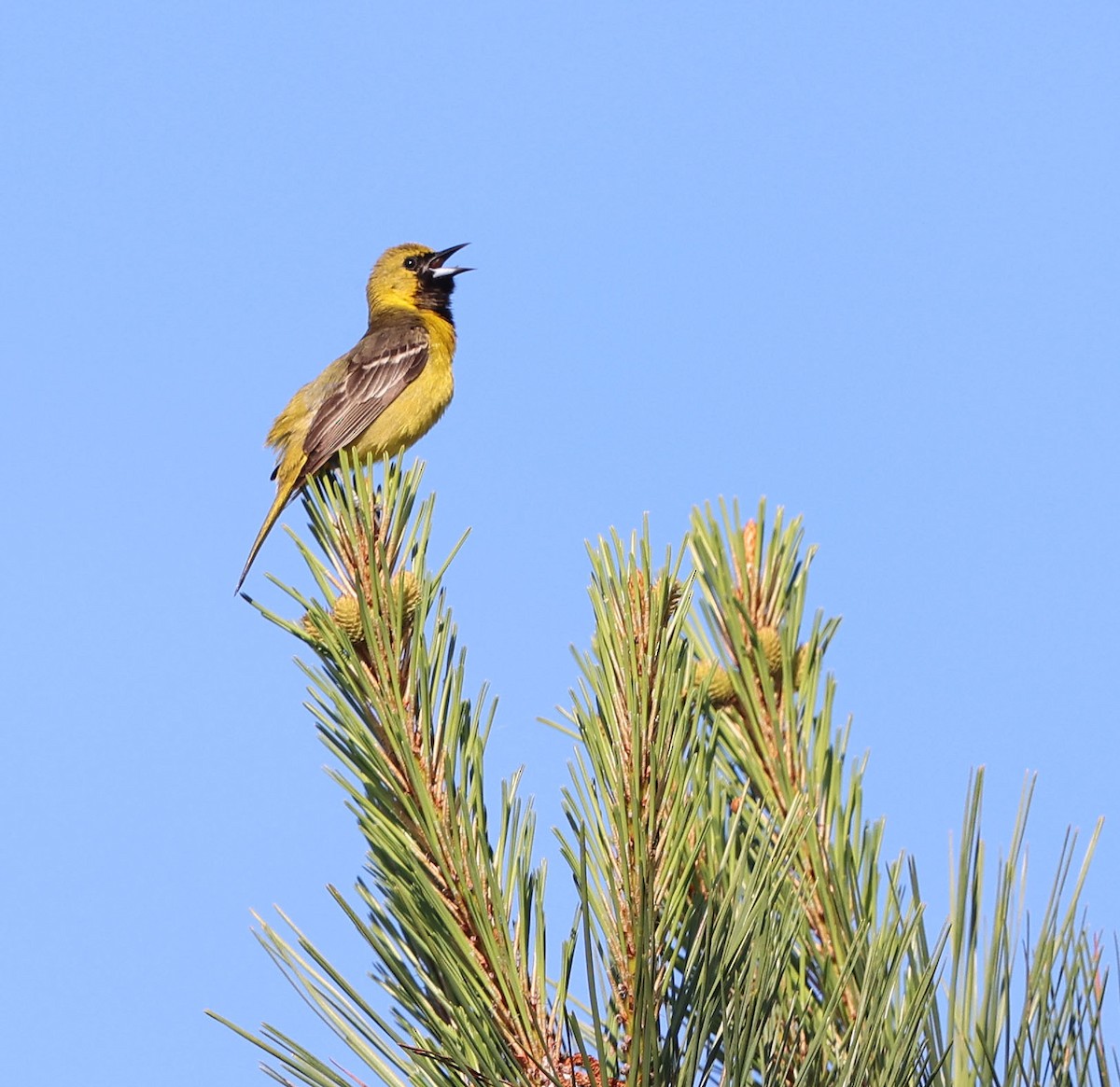 Orchard Oriole - ML619143448