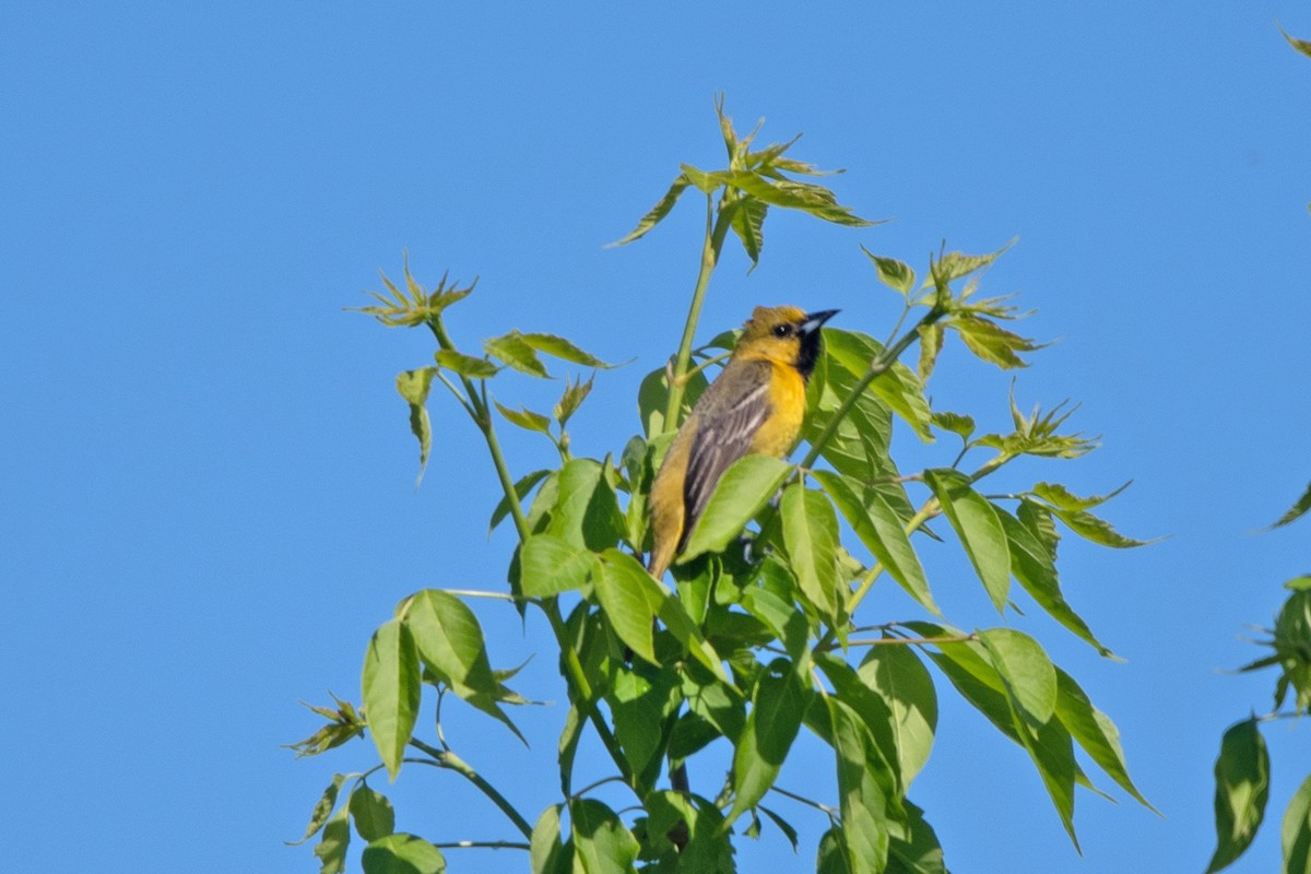 Orchard Oriole - ML619143498