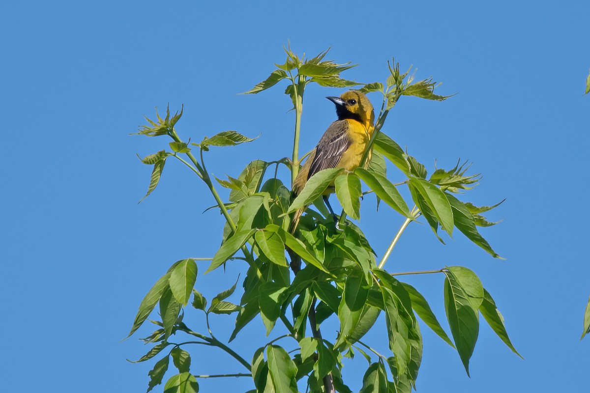 Orchard Oriole - ML619143499