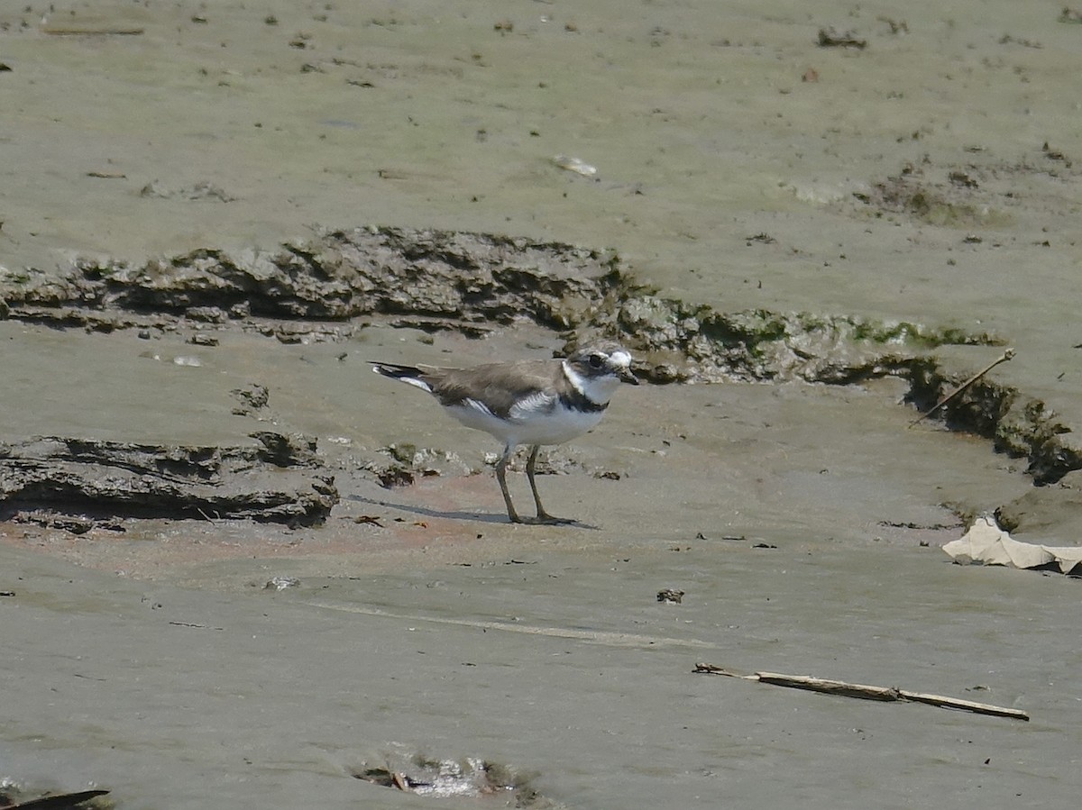 Semipalmated Plover - ML619143514