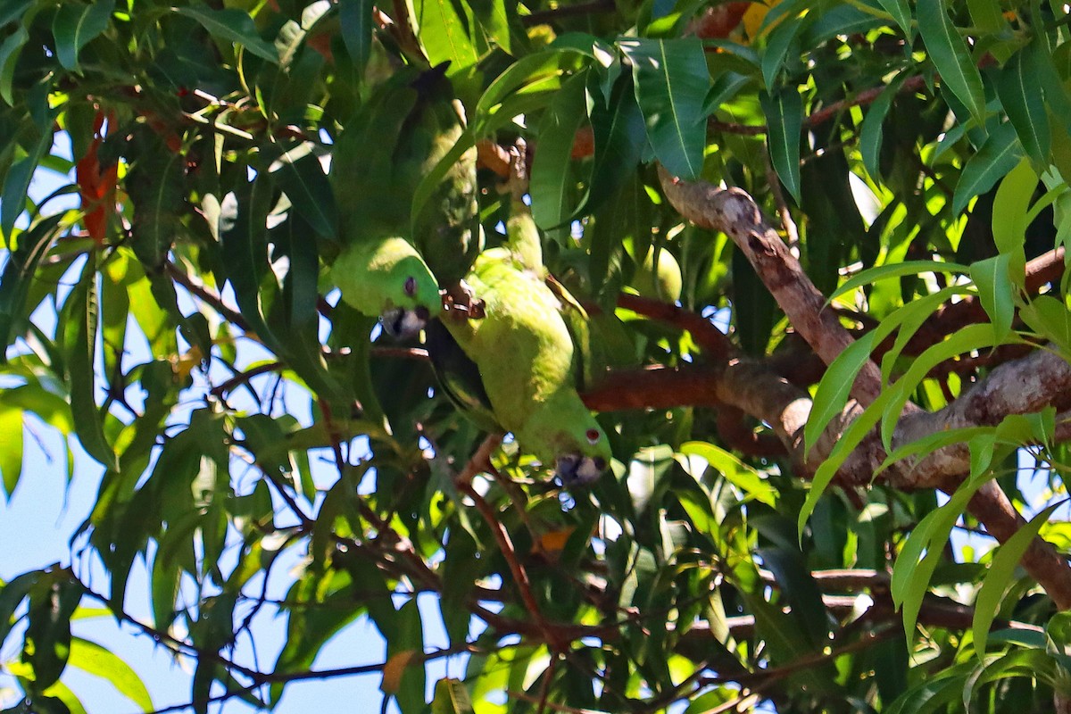 Yellow-naped Parrot - ML619143516
