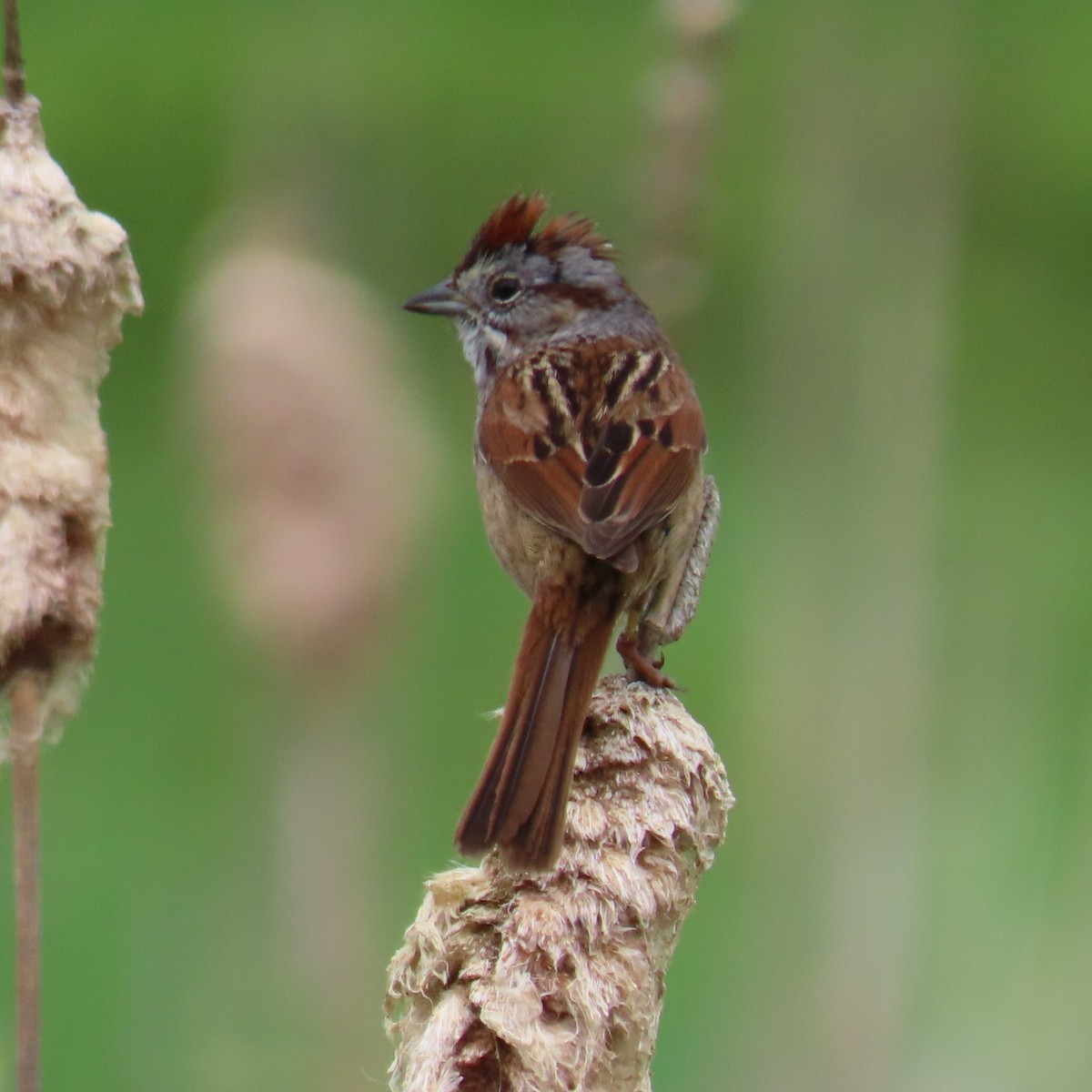 Swamp Sparrow - ML619143552