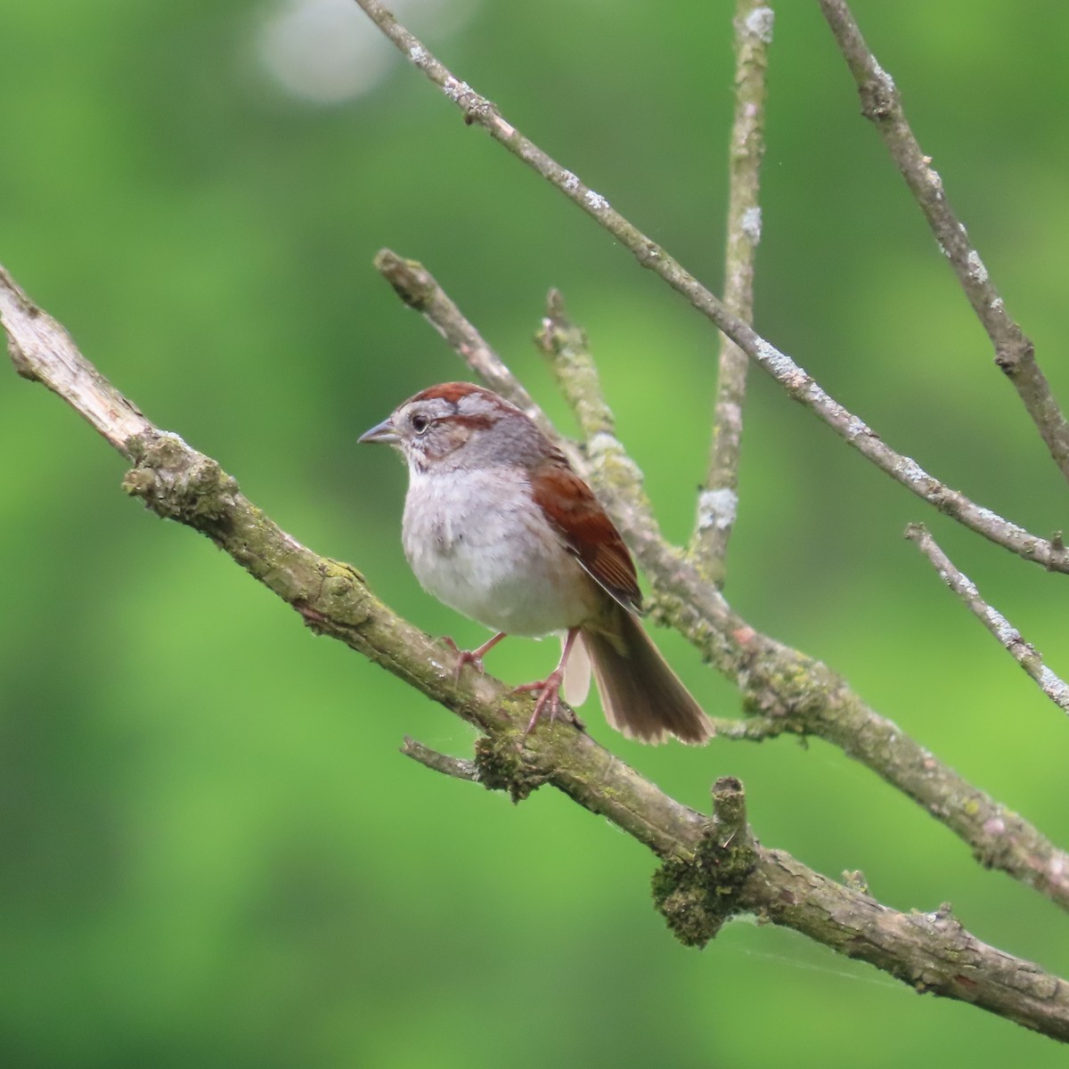 Swamp Sparrow - ML619143555
