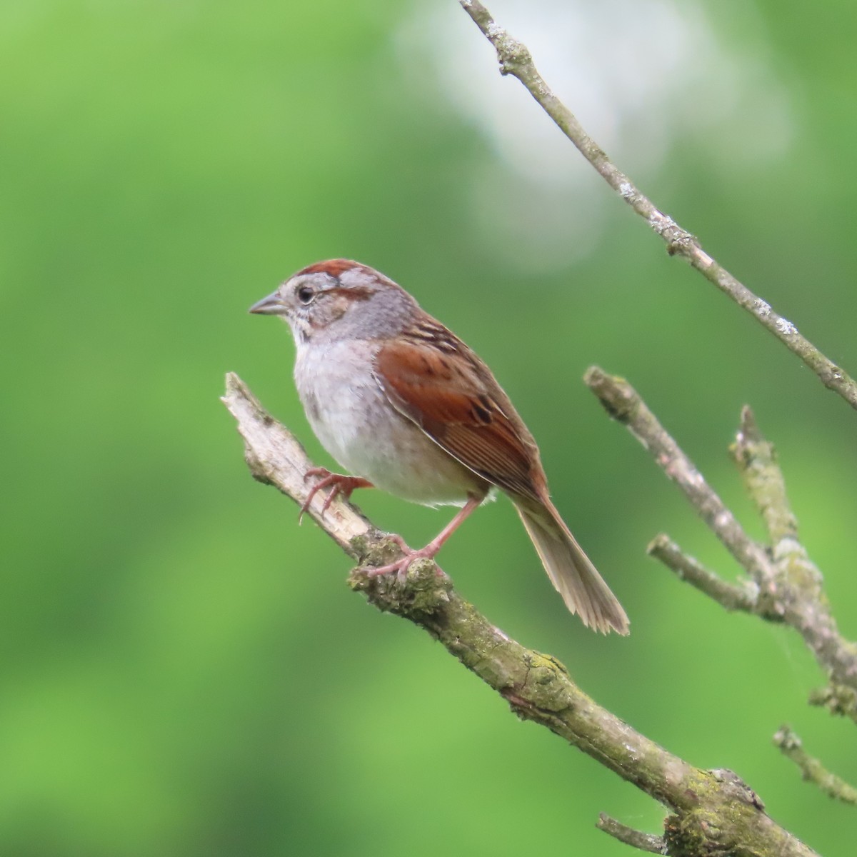 Swamp Sparrow - ML619143556