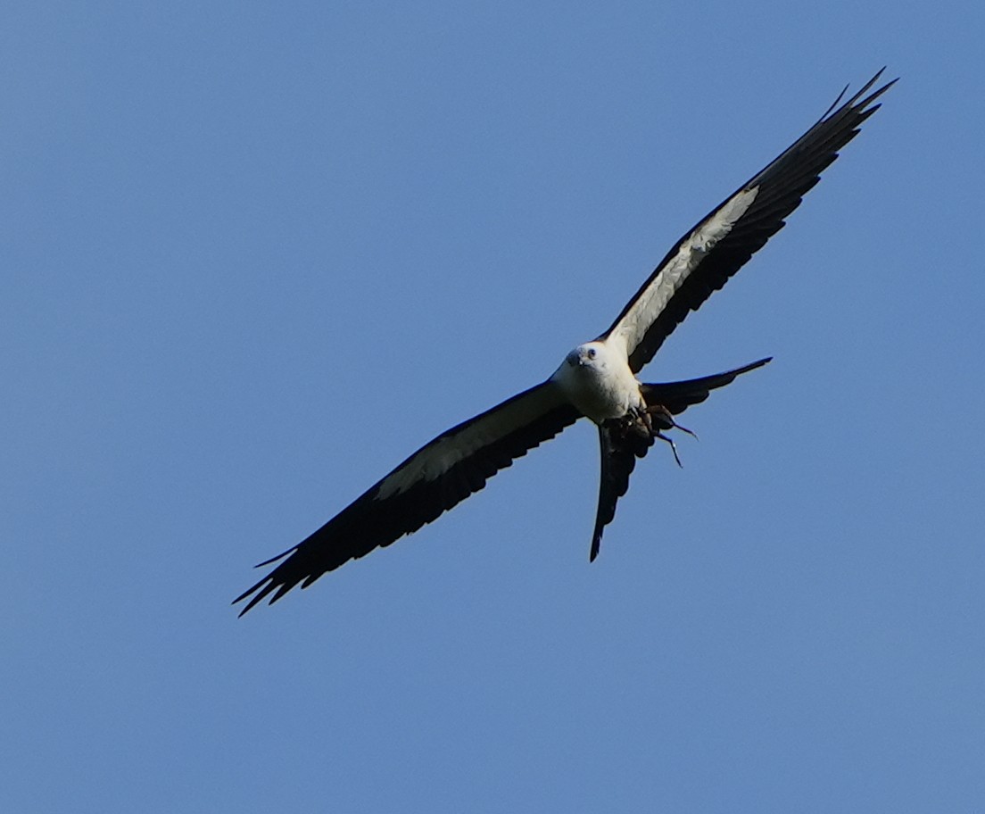 Swallow-tailed Kite - ML619143566