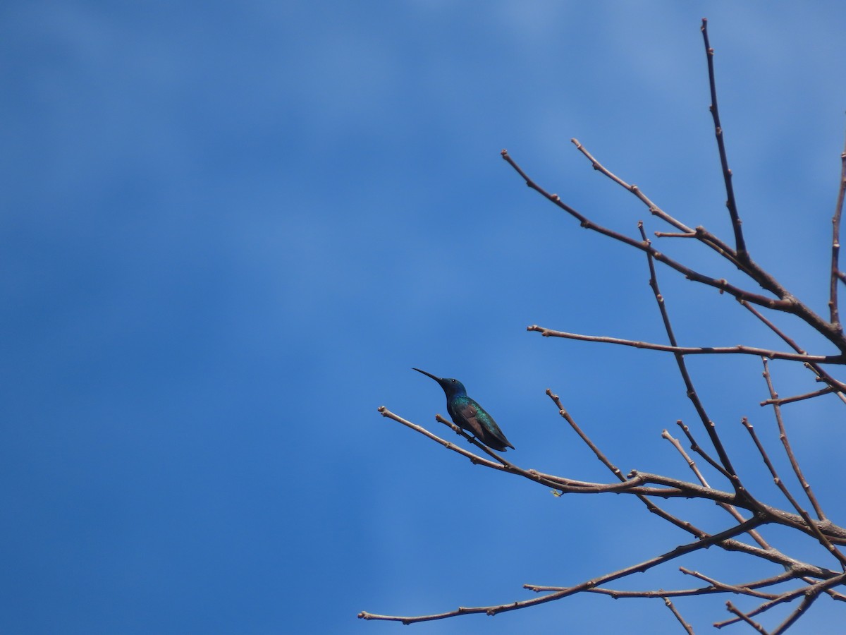 kolibřík tropický - ML619143570