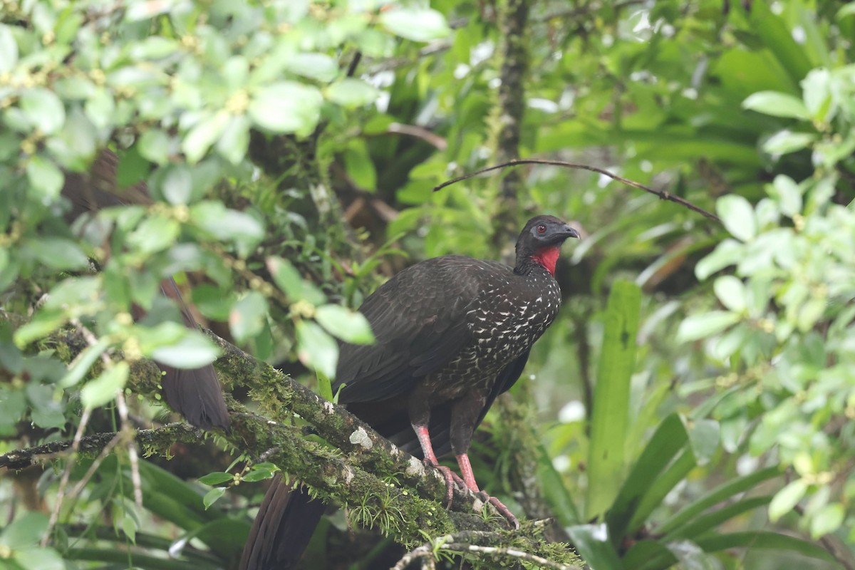 Crested Guan - ML619143583