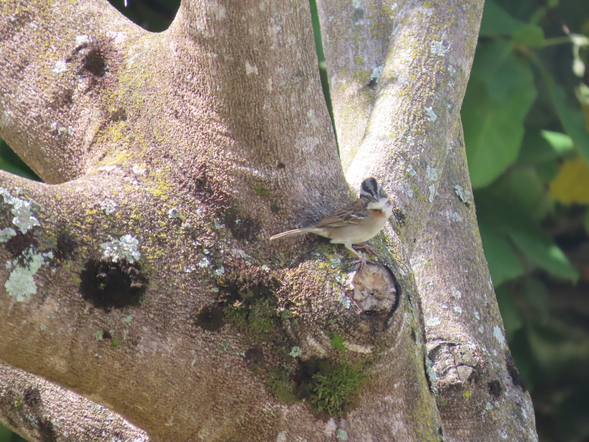 Rufous-collared Sparrow - ML619143598