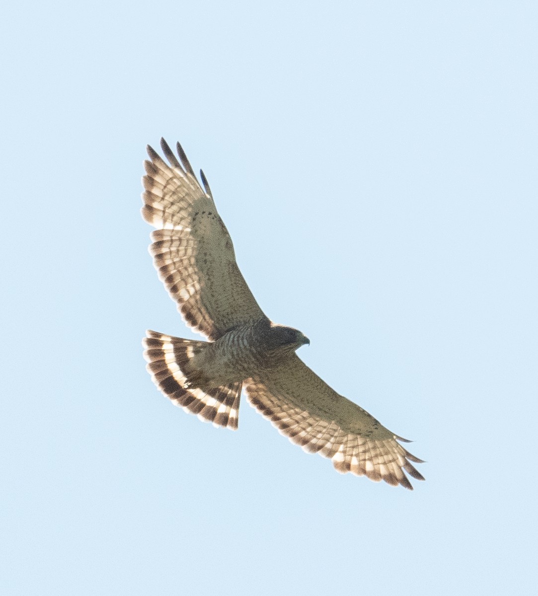 Broad-winged Hawk - ML619143620
