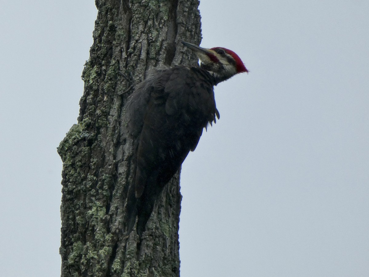Pileated Woodpecker - ML619143690