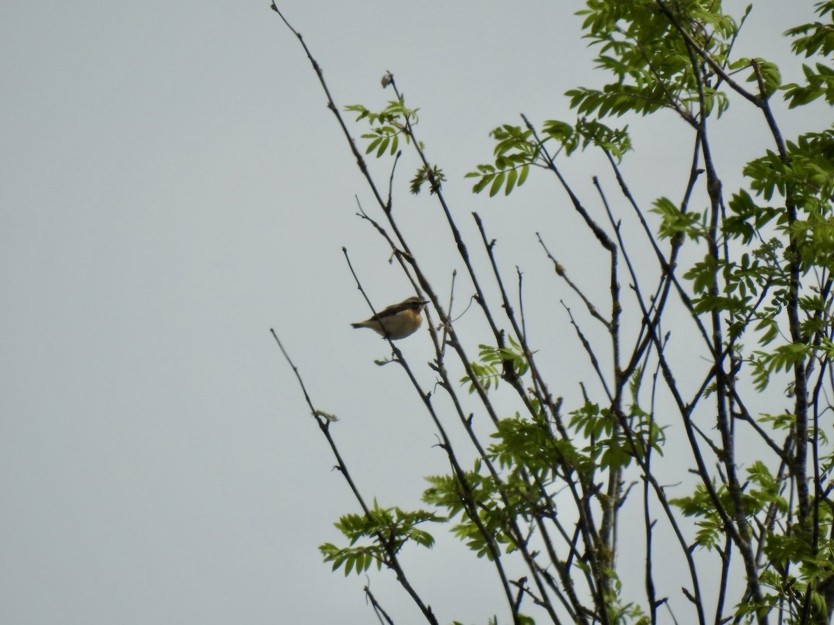 Whinchat - ML619143717