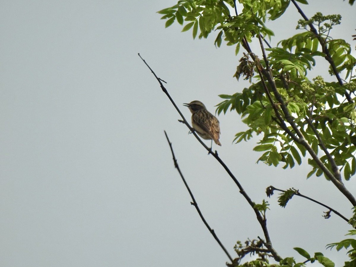 Whinchat - ML619143718