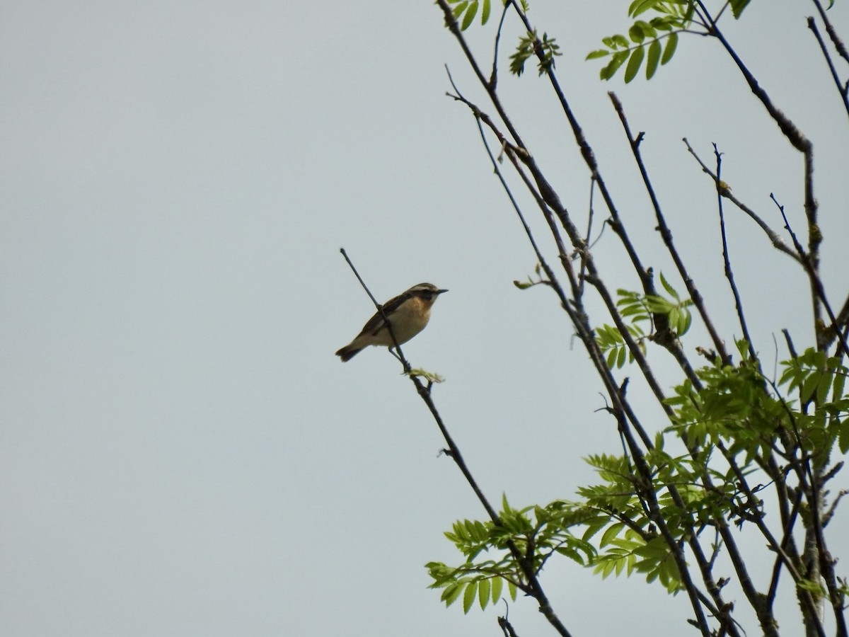 Whinchat - ML619143720