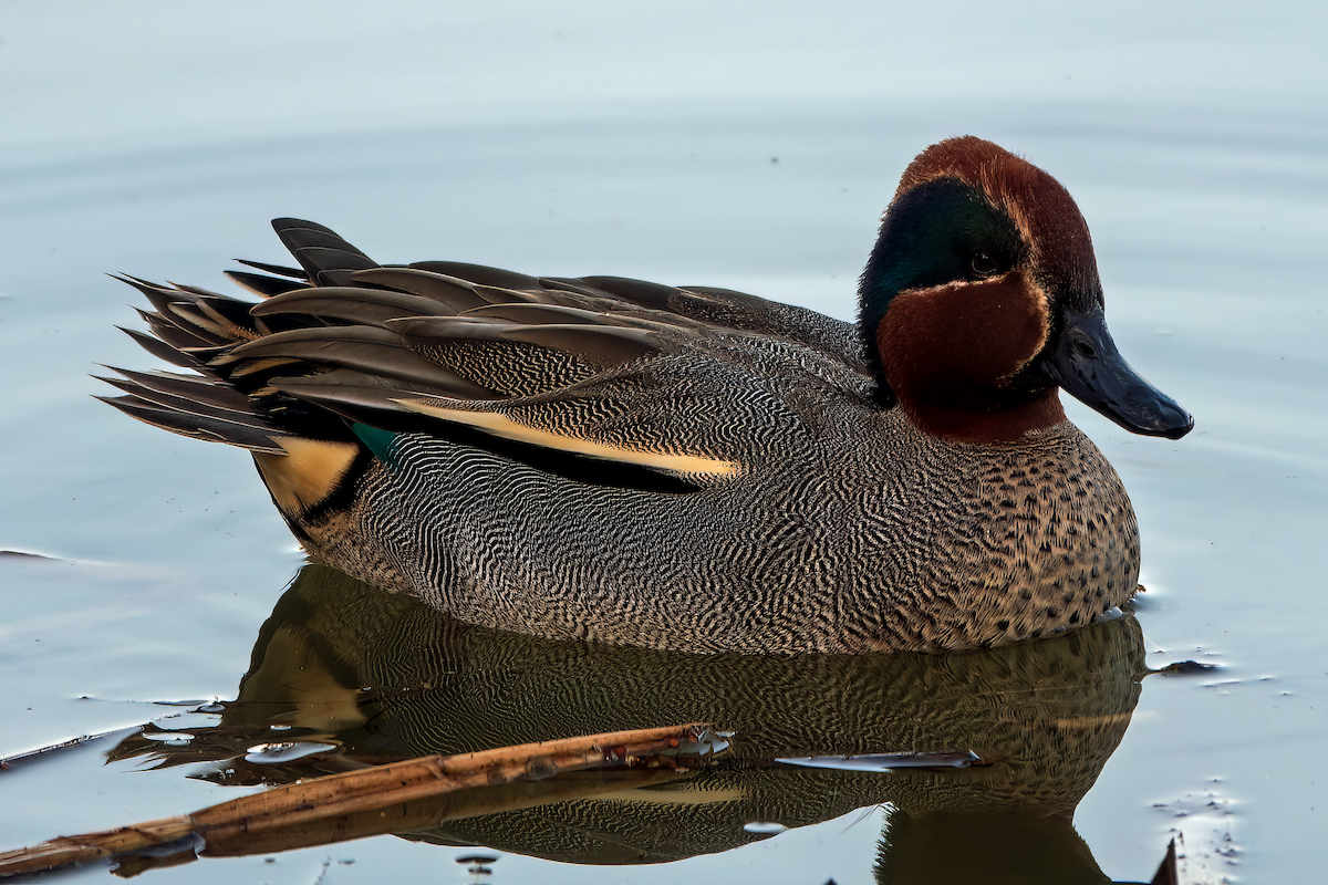 Green-winged Teal - ML619143762
