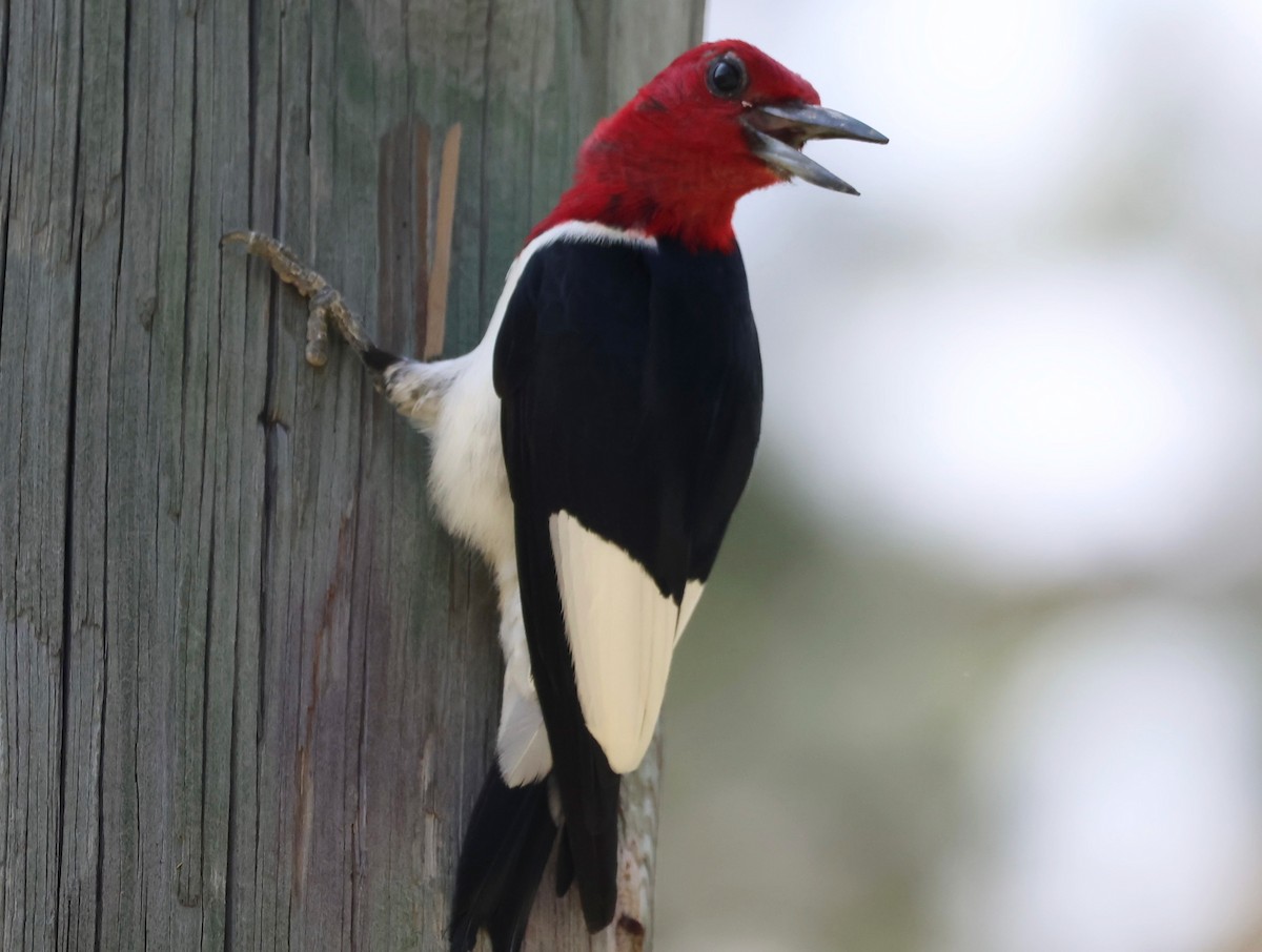 Red-headed Woodpecker - ML619143786