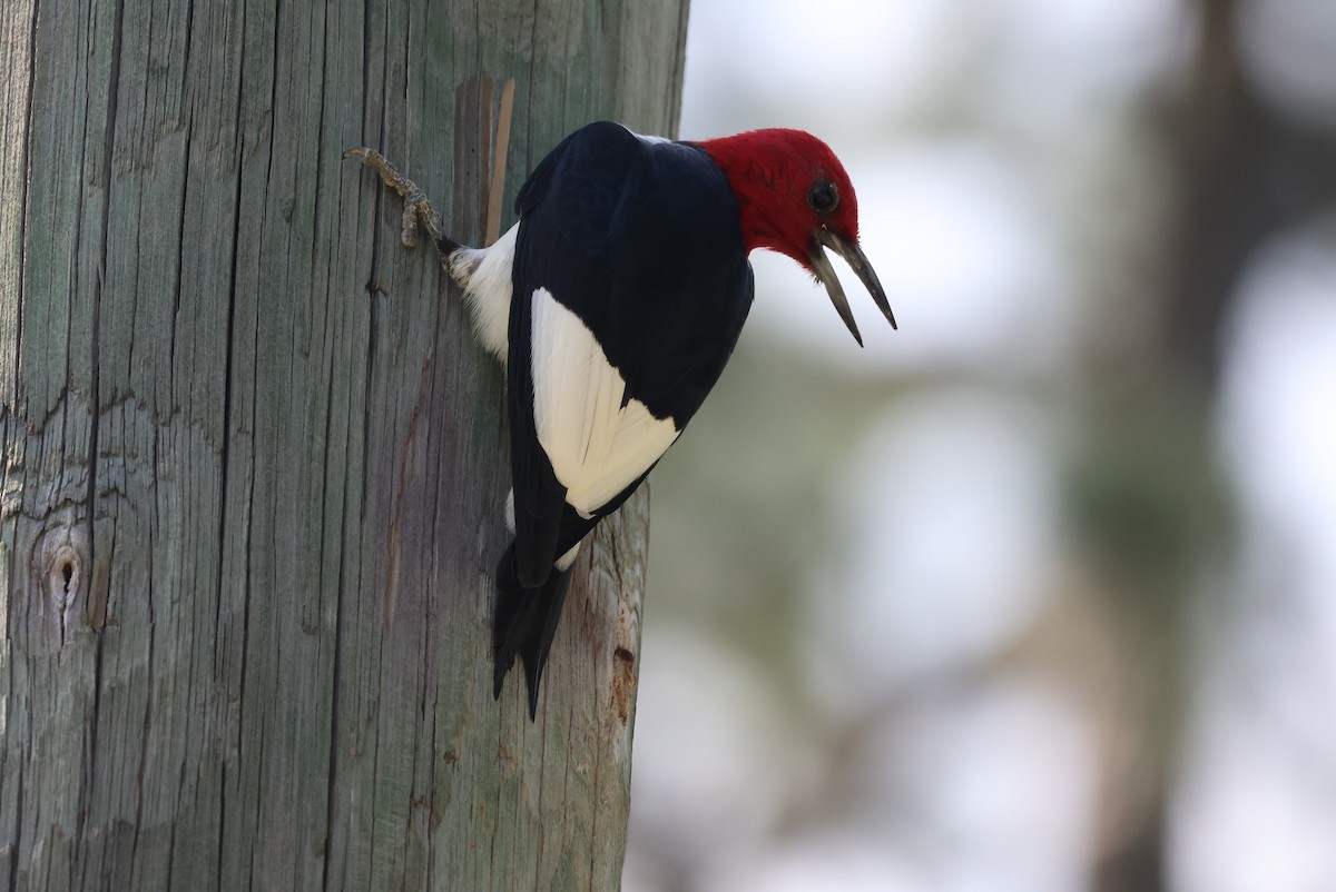 Red-headed Woodpecker - ML619143788