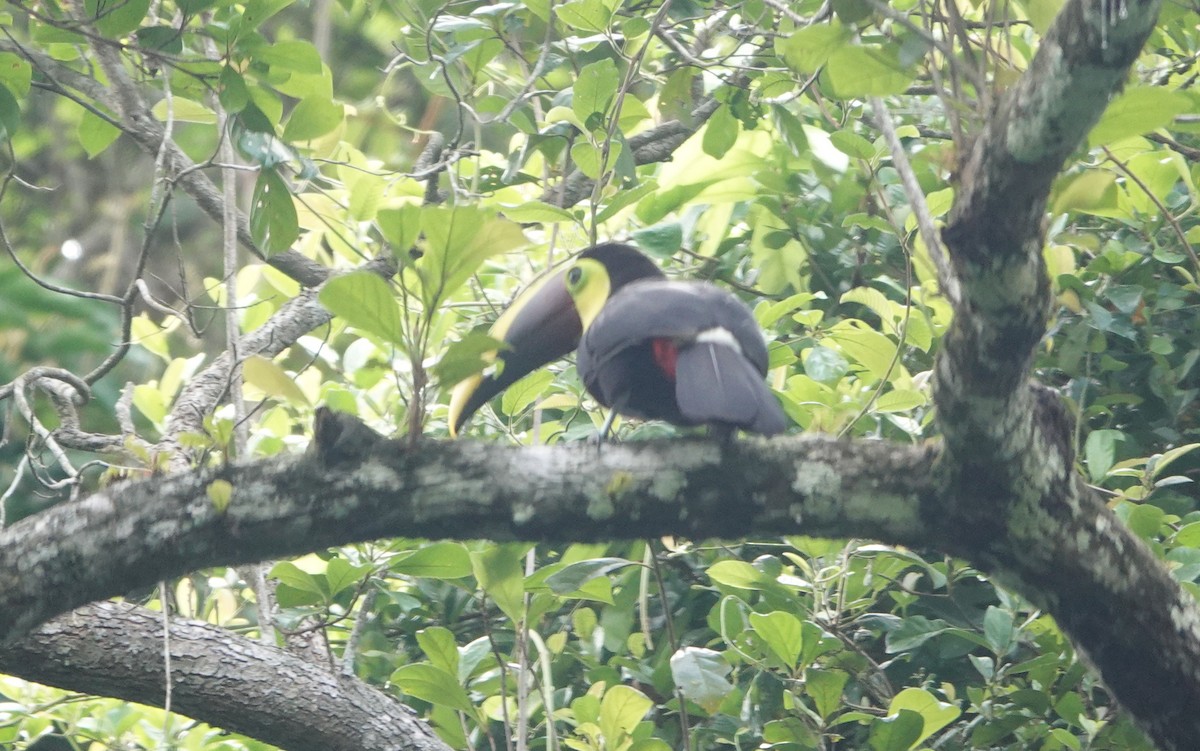 Yellow-throated Toucan (Chestnut-mandibled) - ML619143793