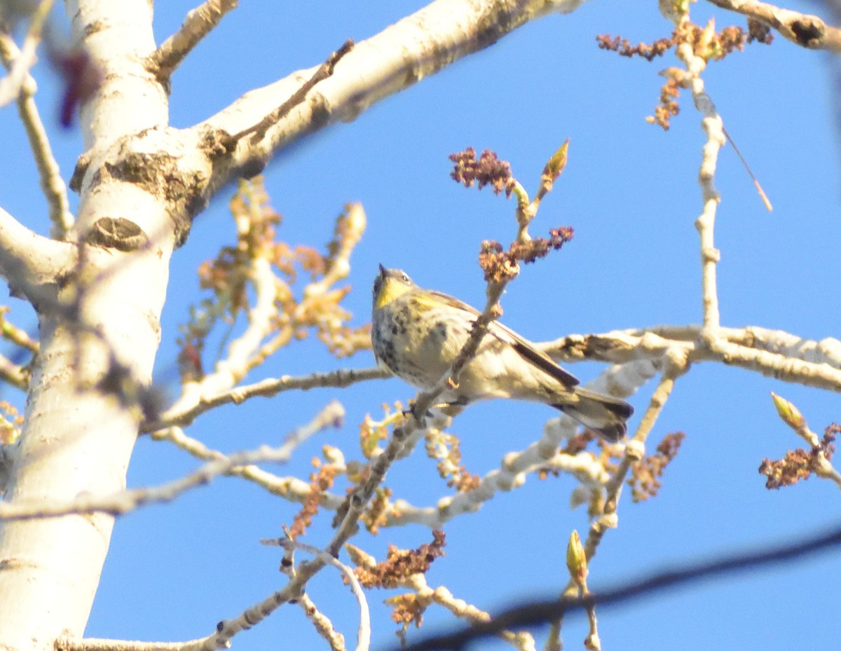 Yellow-rumped Warbler (Audubon's) - ML619143800