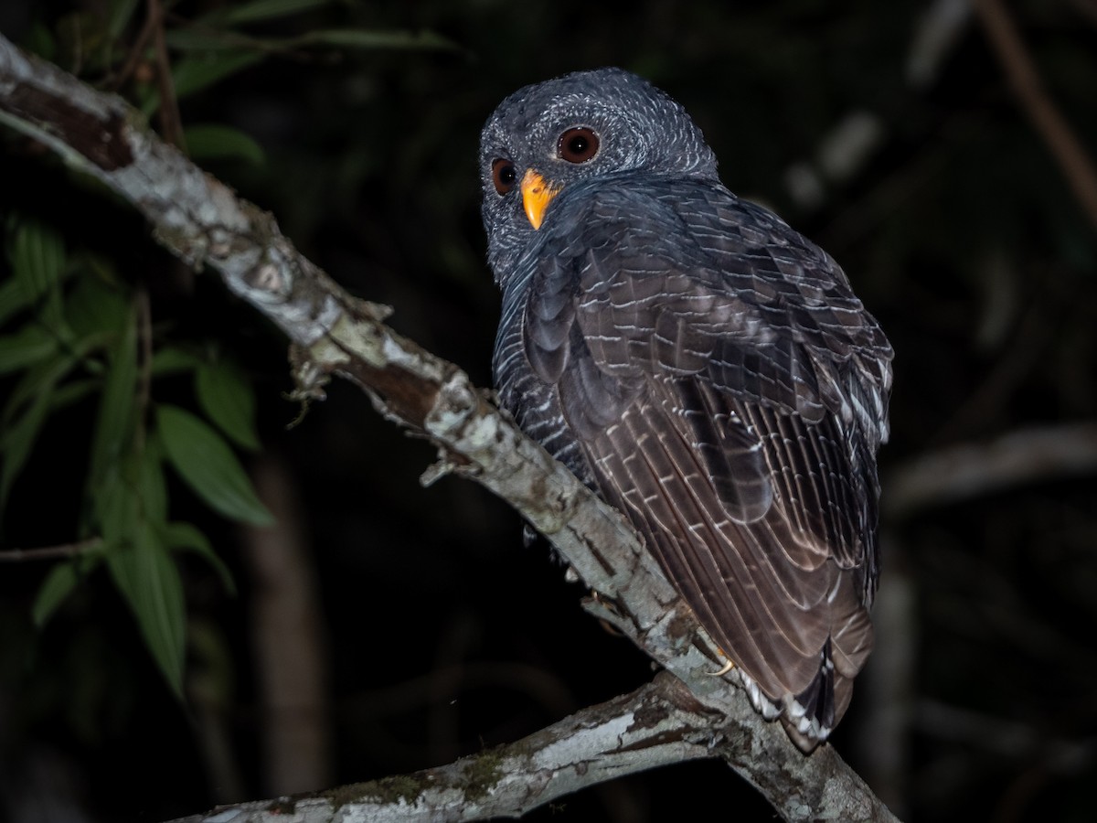 Black-banded Owl - ML619143803