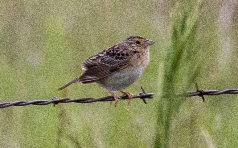 Grasshopper Sparrow - ML619143811