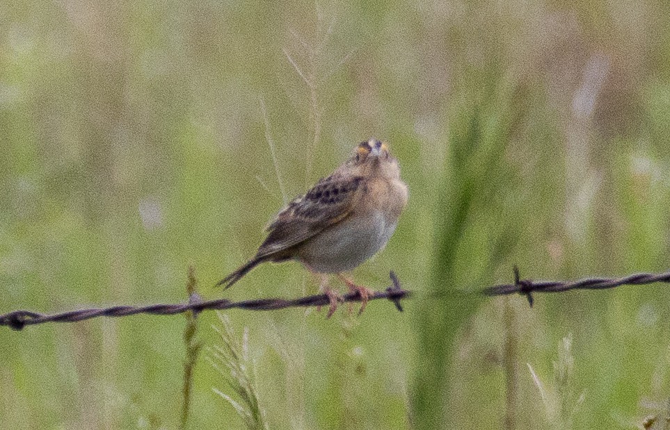 Grasshopper Sparrow - ML619143815