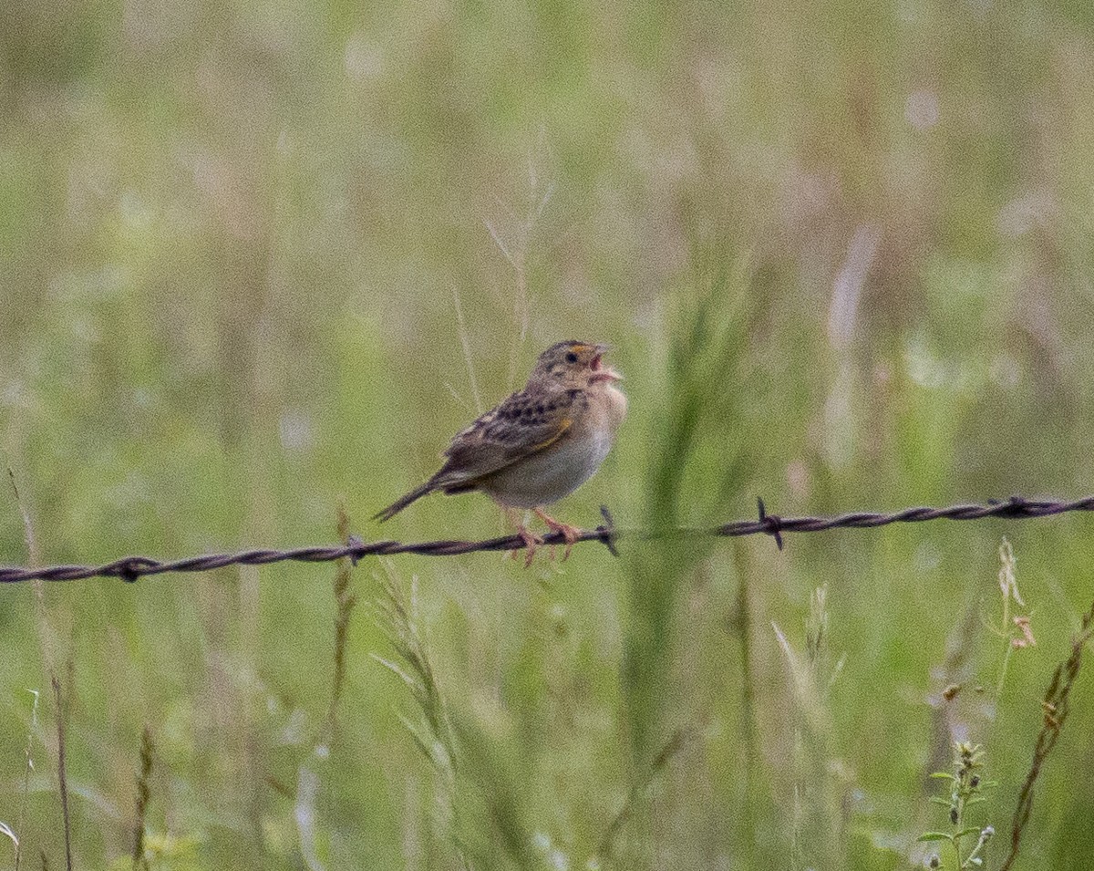 Grasshopper Sparrow - ML619143819