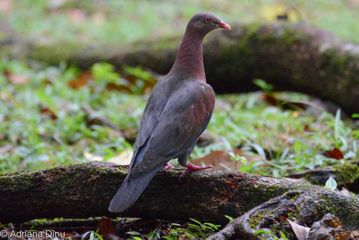Red-billed Pigeon - ML619143827