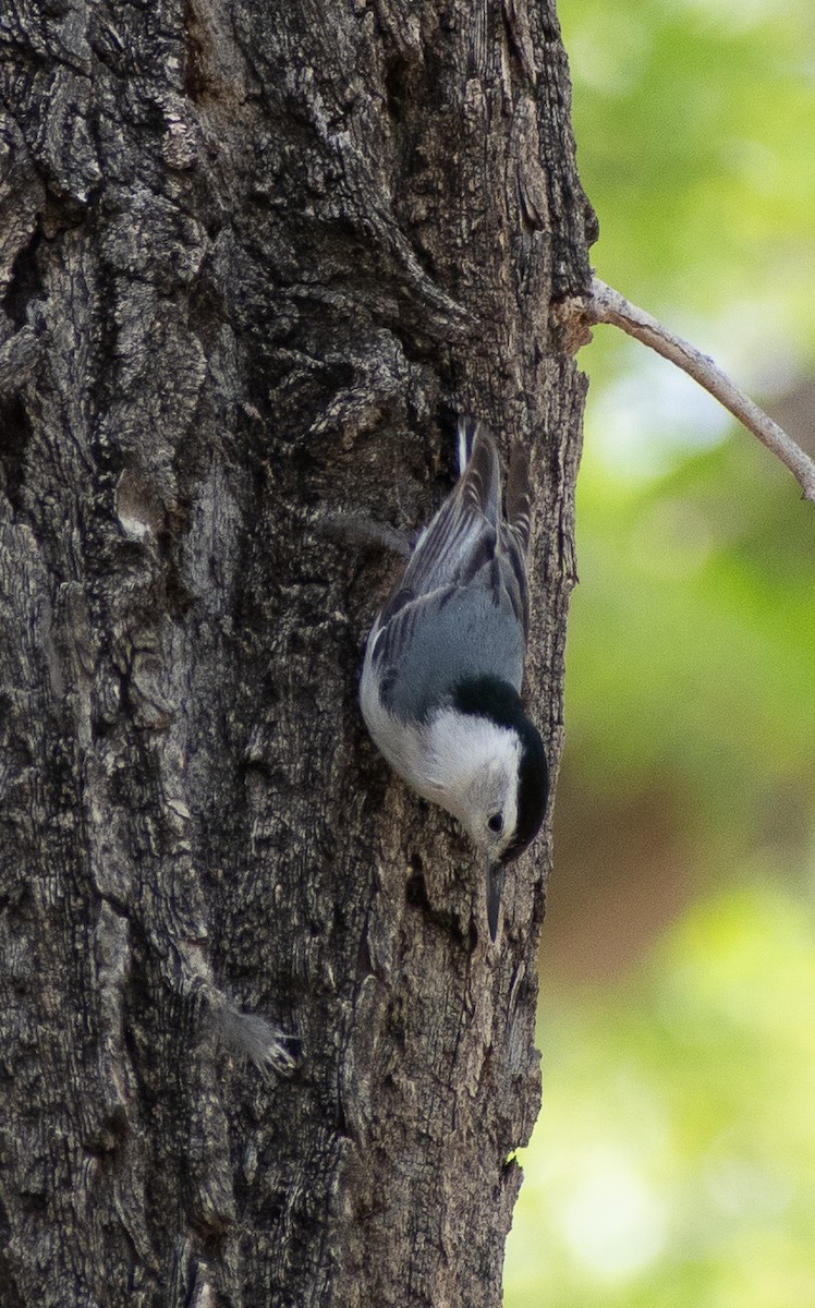 White-breasted Nuthatch - ML619143841