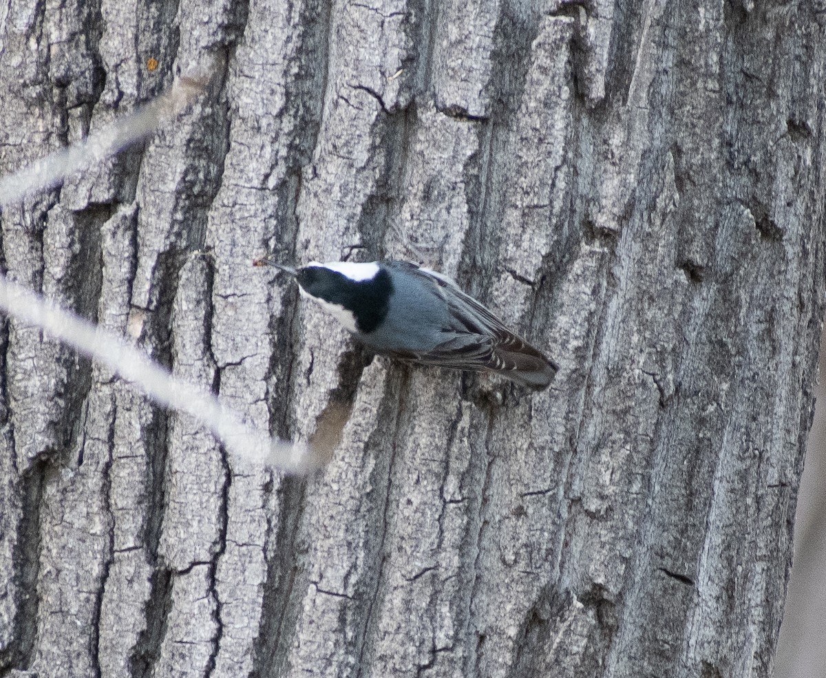 White-breasted Nuthatch - ML619143842