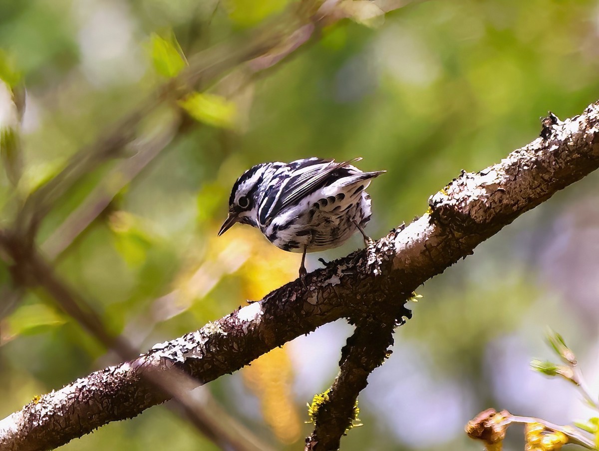 Black-and-white Warbler - ML619143861