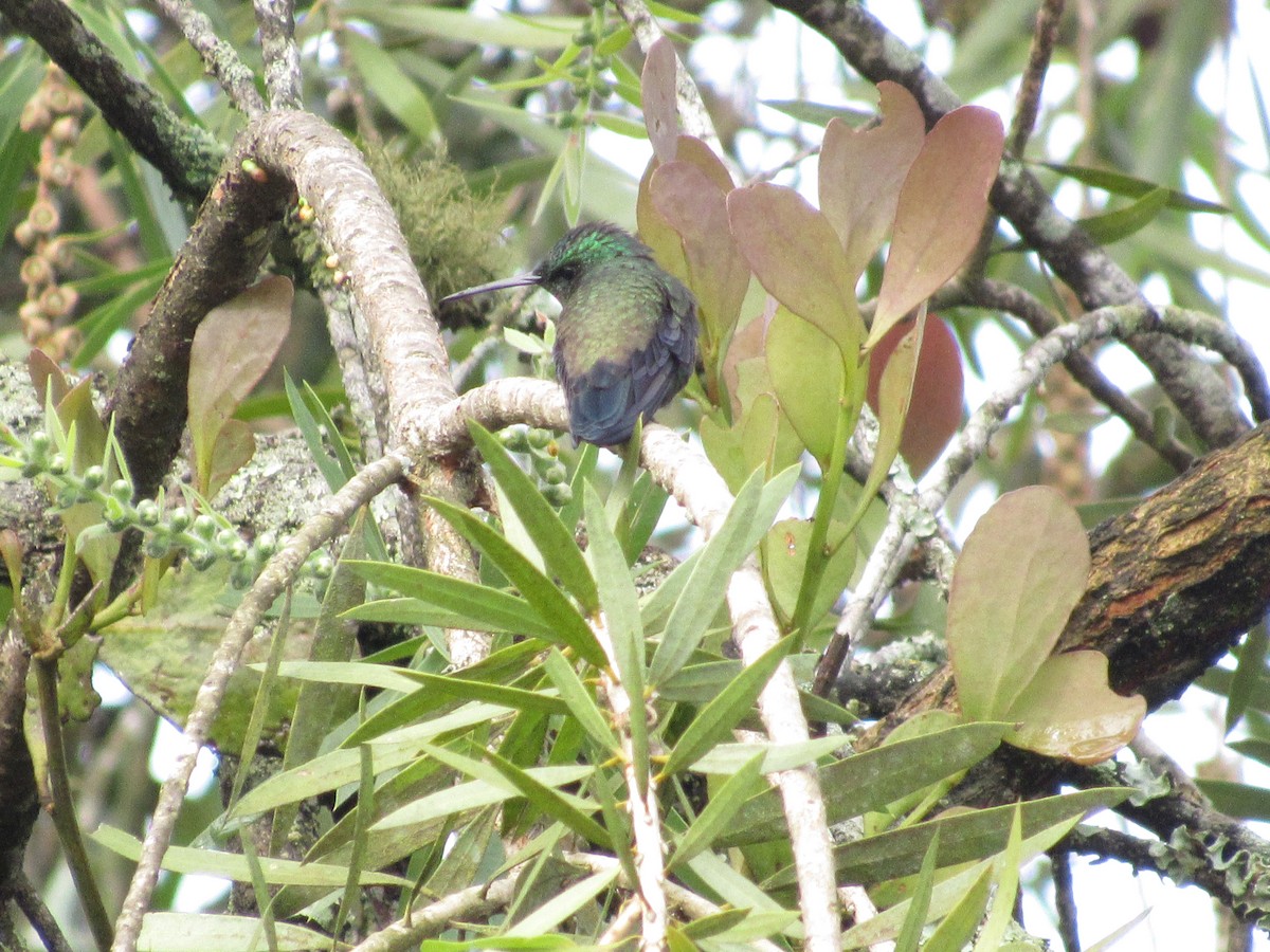 kolibřík blýskavý - ML619143875