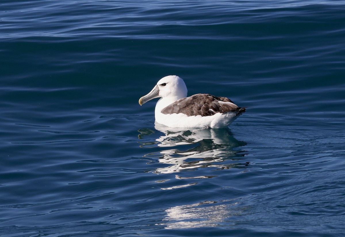 White-capped Albatross - ML619143899