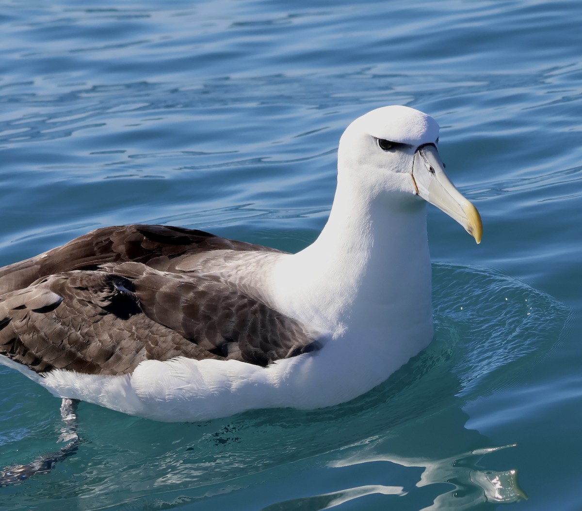 White-capped Albatross - ML619143900