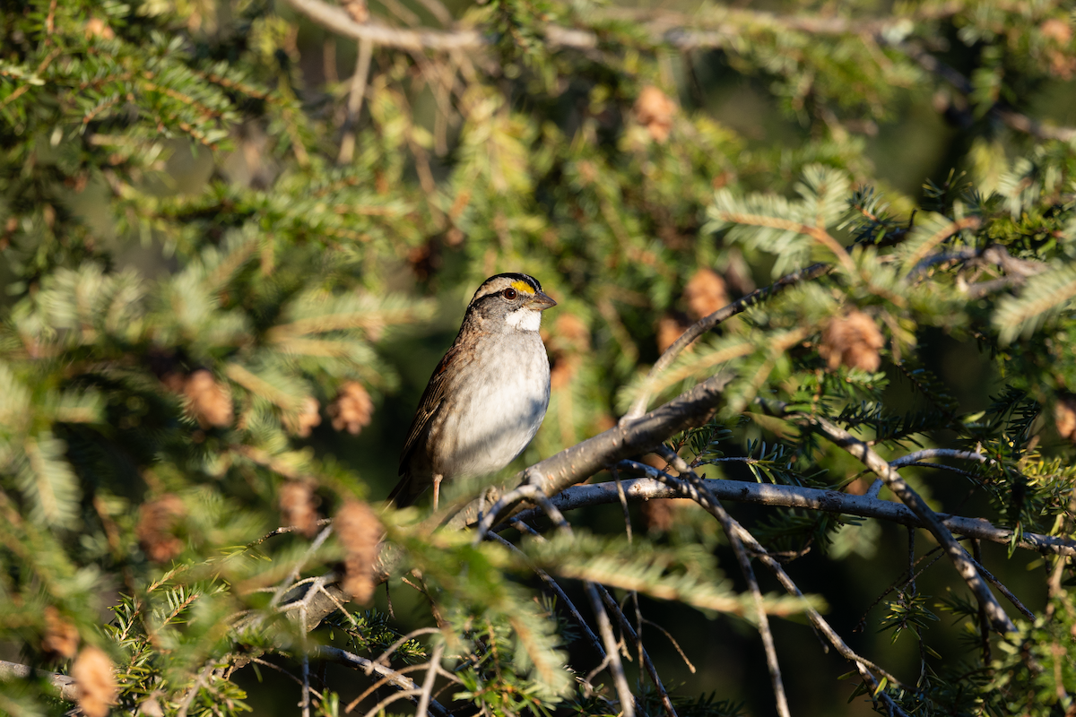 White-throated Sparrow - ML619143902