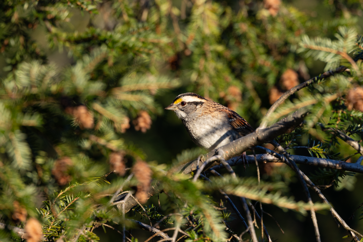 White-throated Sparrow - ML619143904