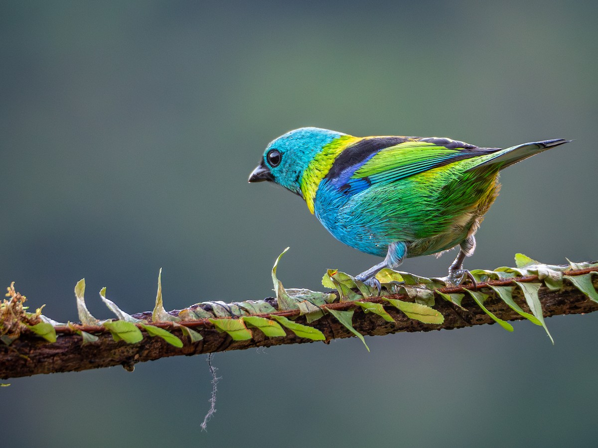 Green-headed Tanager - ML619143908