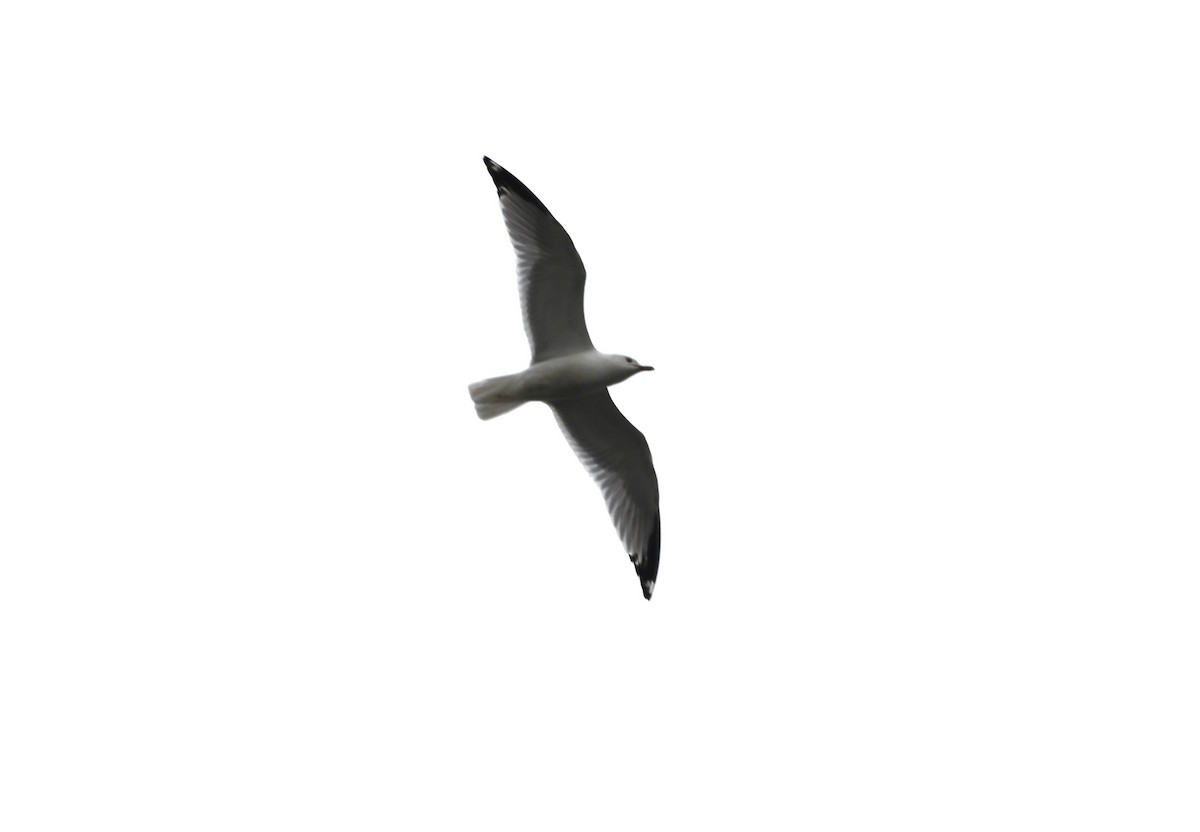 Делавэрская чайка - ML619143951
