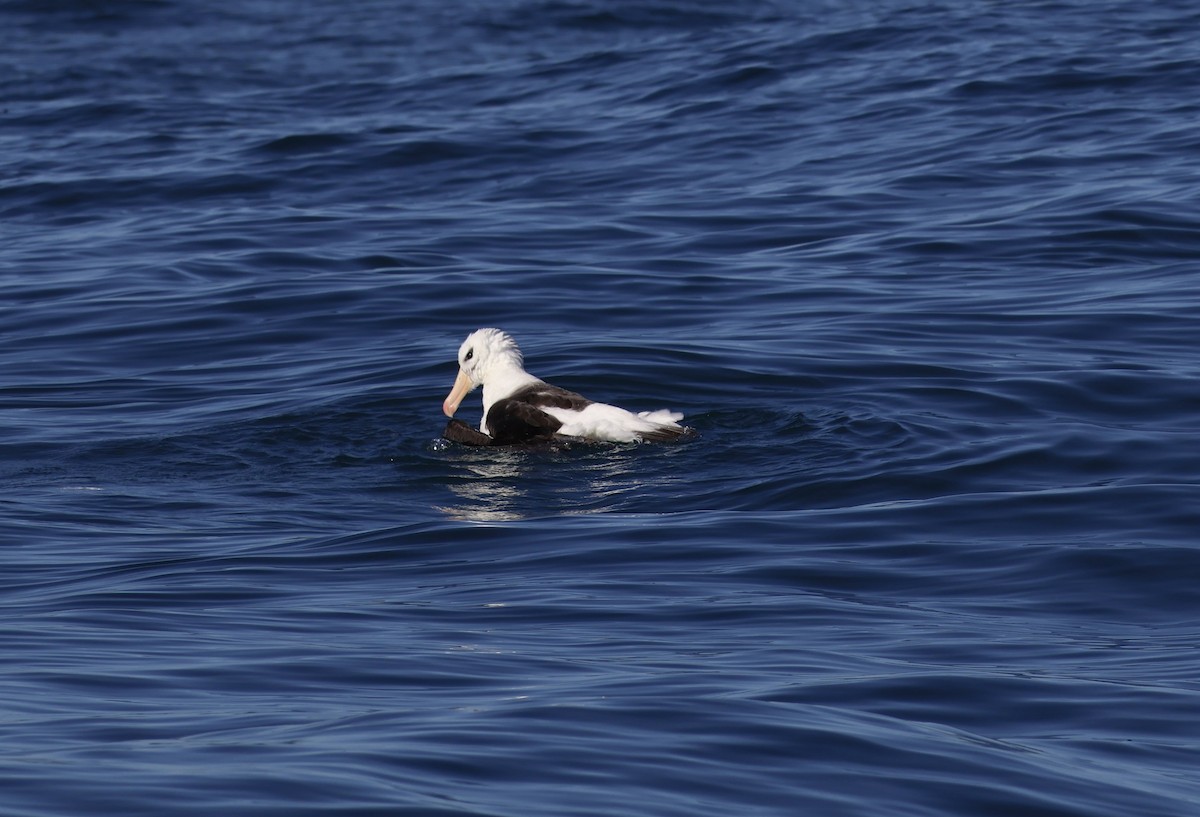 Albatros à sourcils noirs - ML619143962