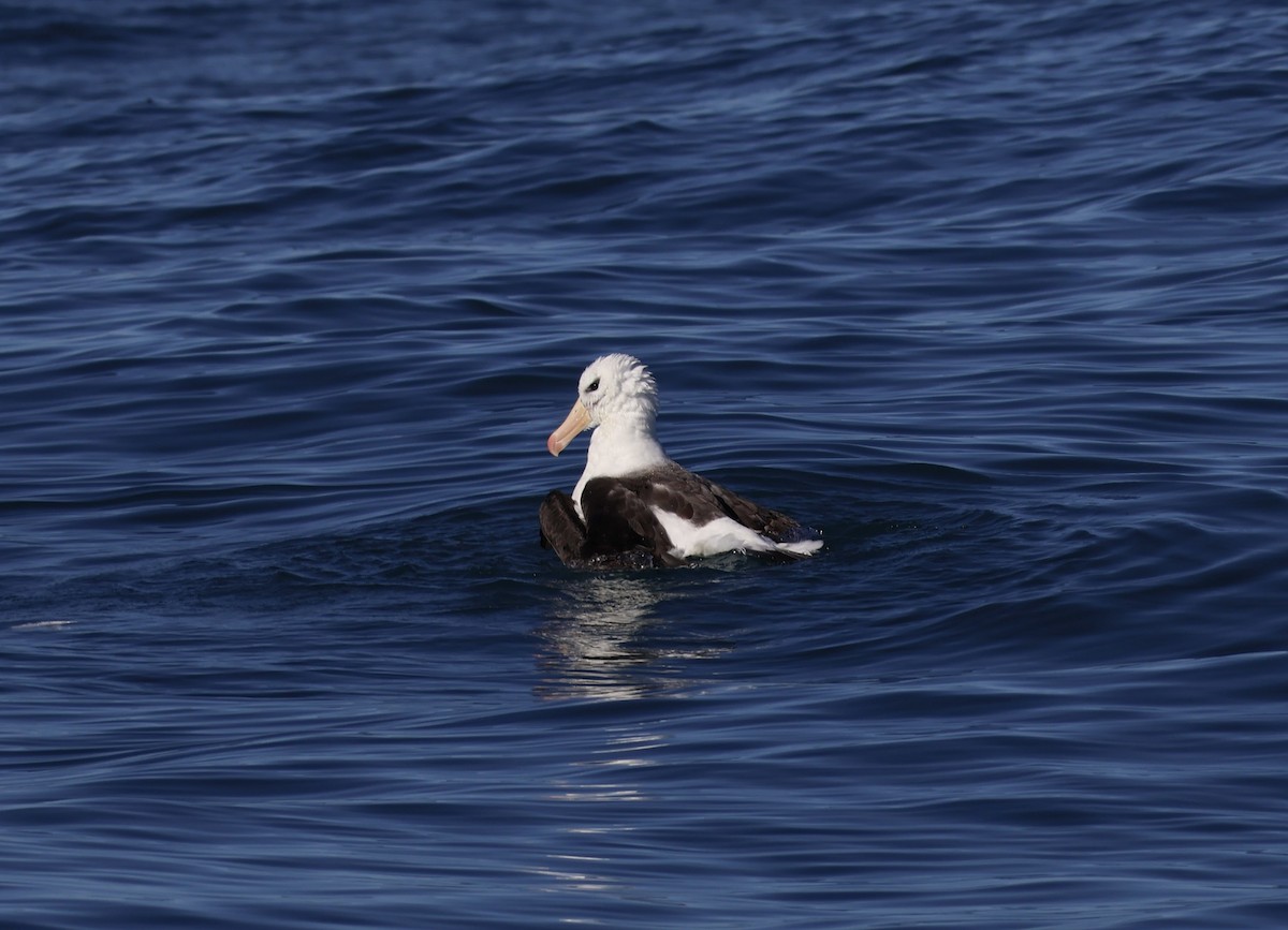 Чернобровый альбатрос - ML619143963
