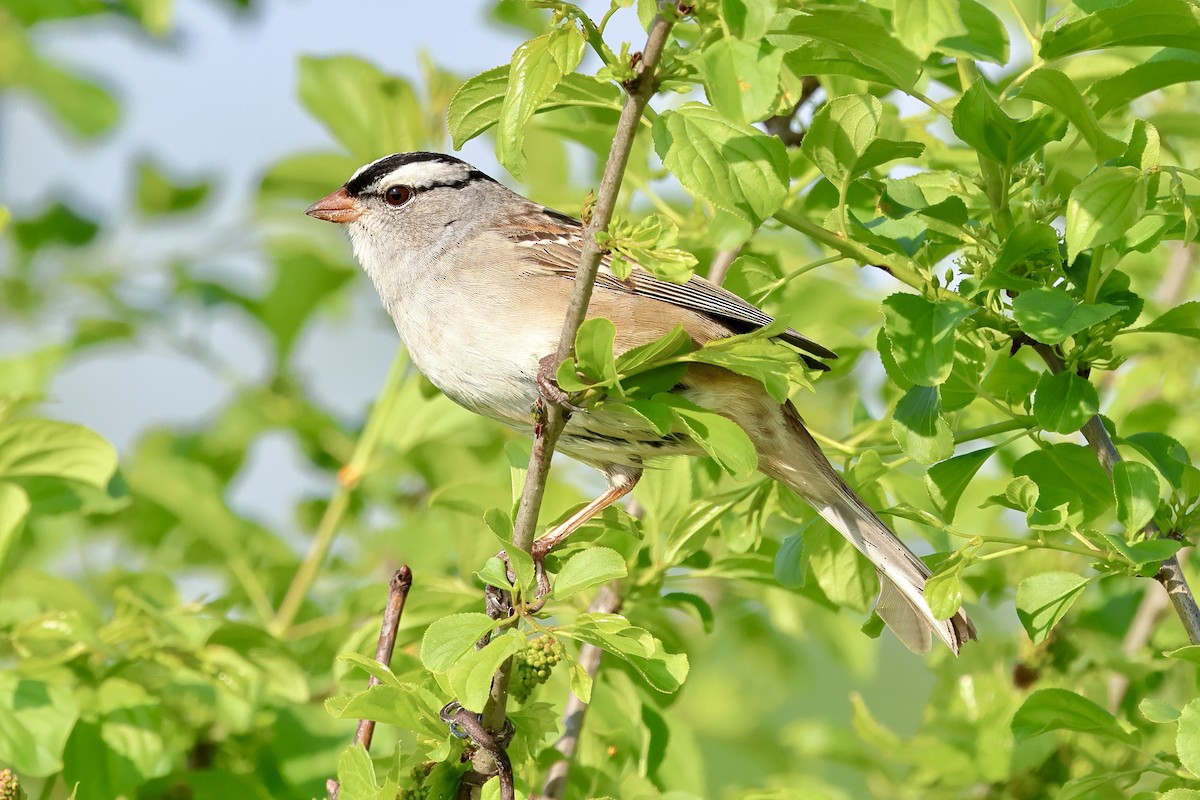 White-crowned Sparrow - ML619143966
