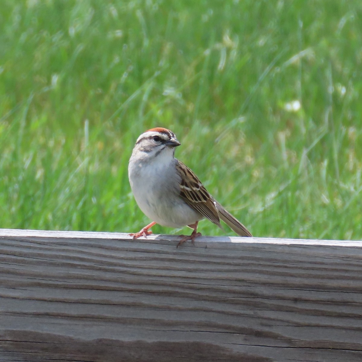 Chipping Sparrow - ML619143971