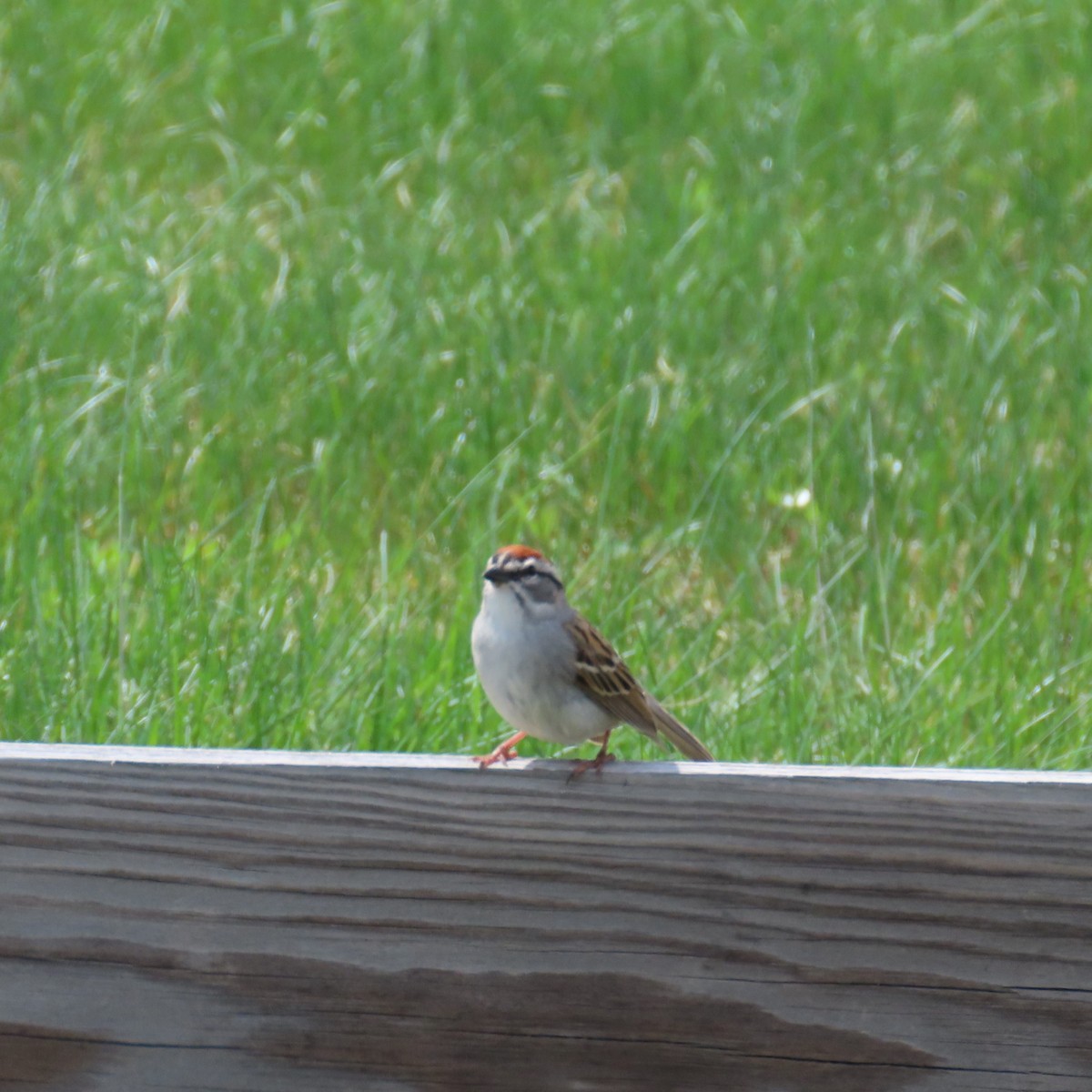 Chipping Sparrow - ML619143972