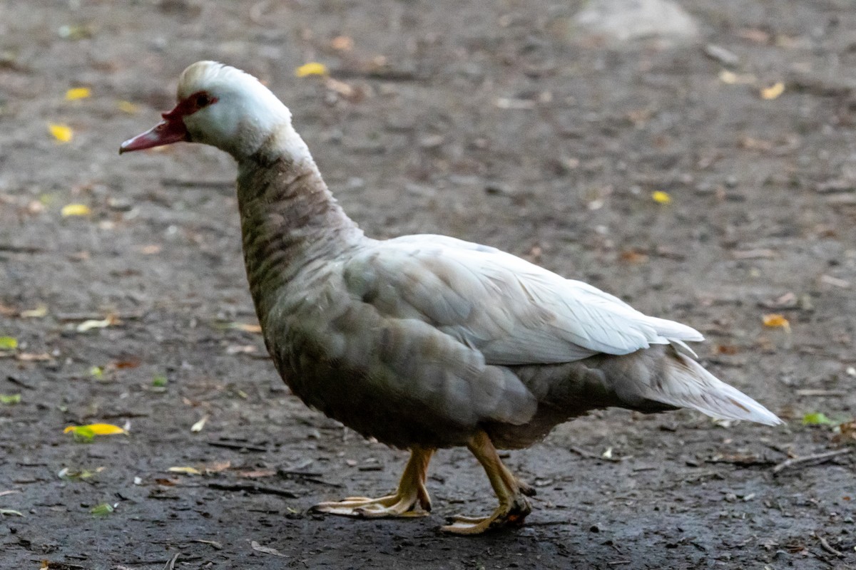 Muscovy Duck (Domestic type) - ML619143982