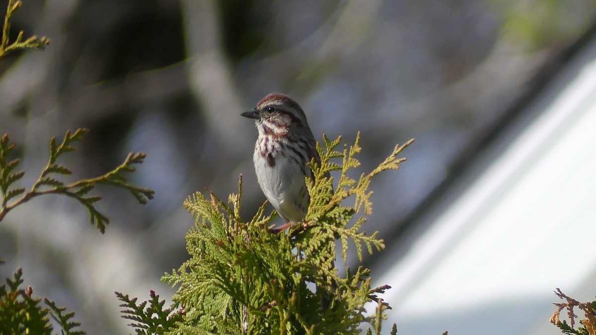 Chipping Sparrow - ML619144000
