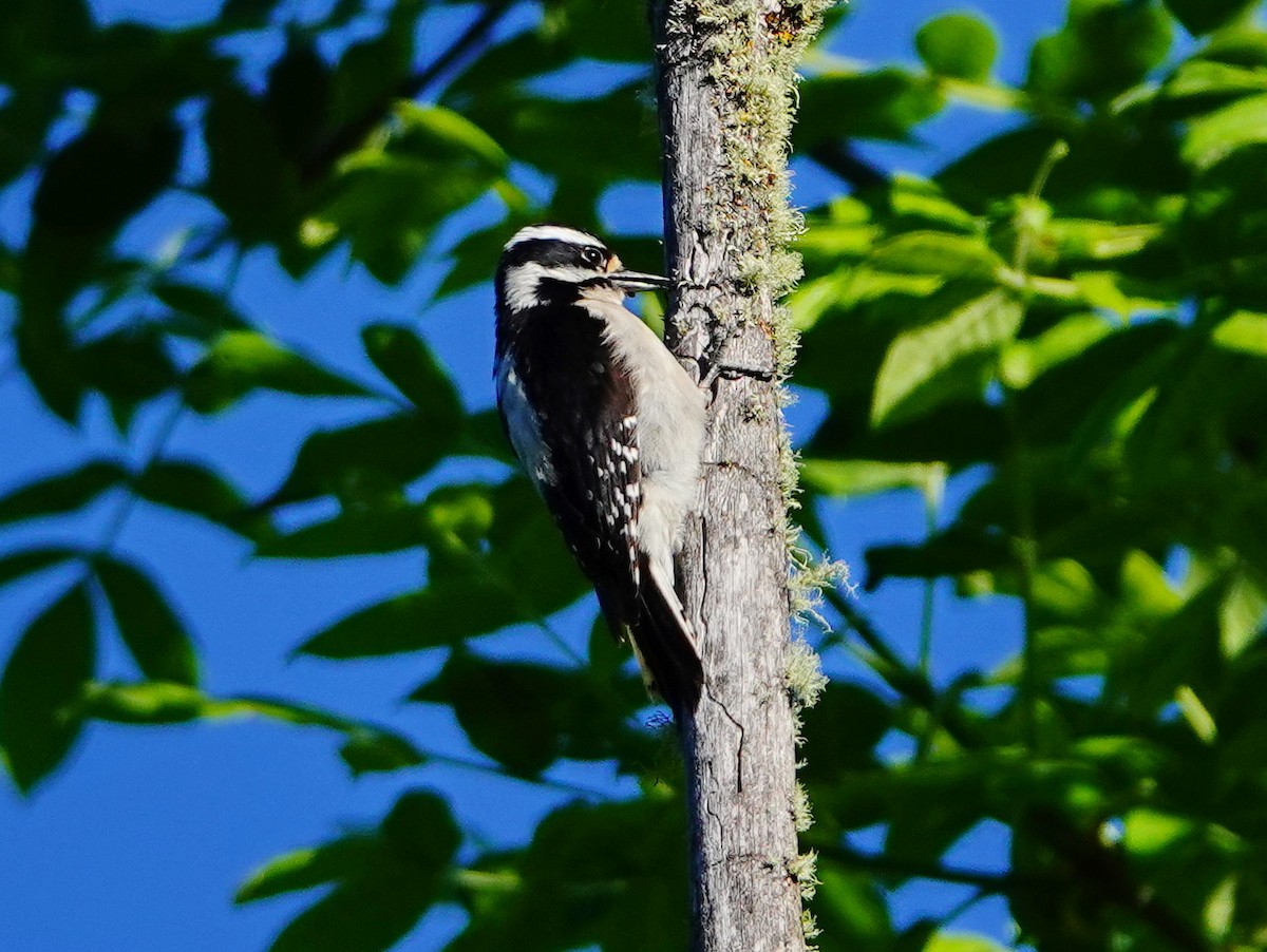 Downy Woodpecker - ML619144010
