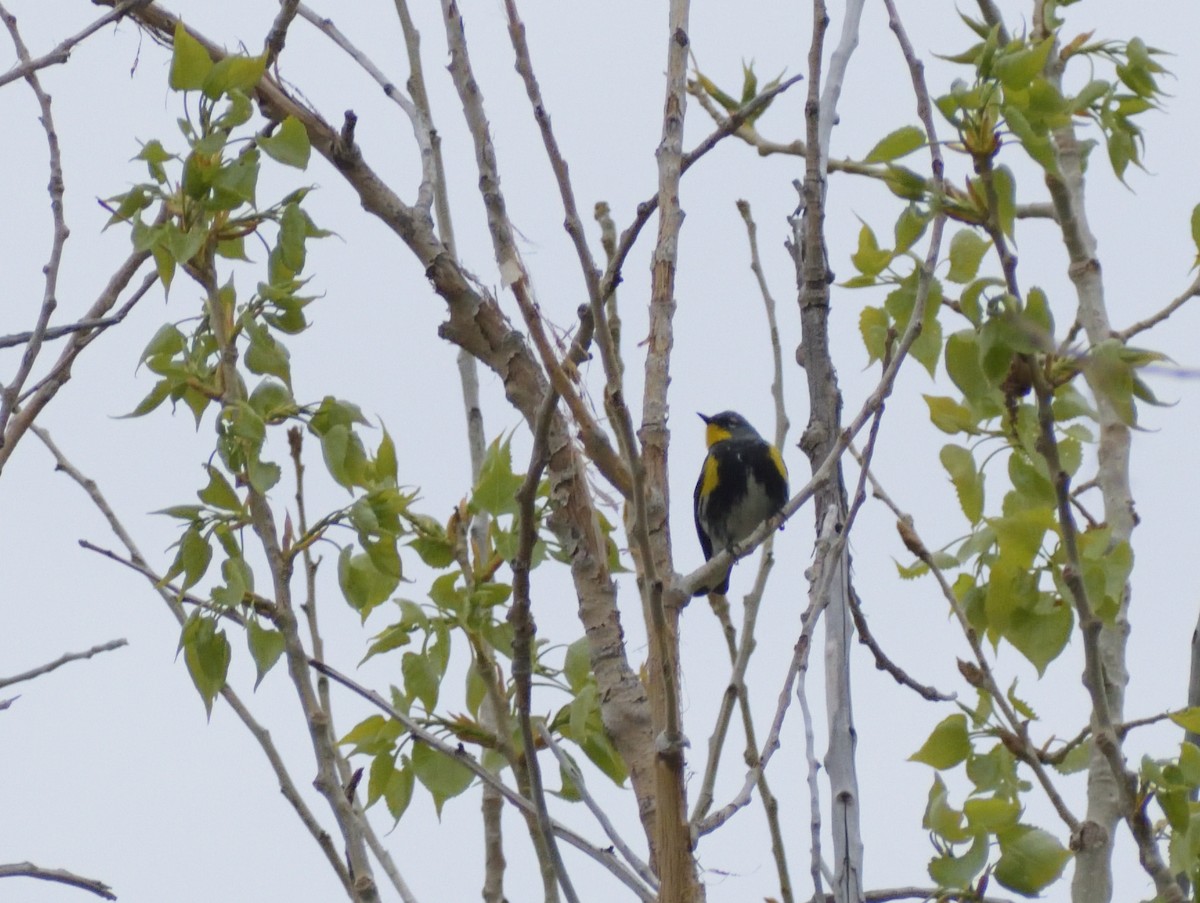 Yellow-rumped Warbler (Audubon's) - ML619144063